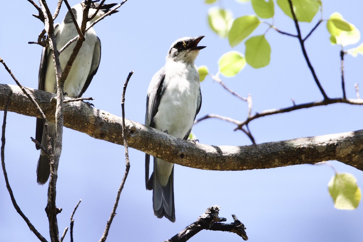 Oruguero Papú - ML646924180