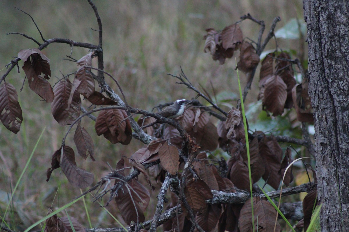 Ak Kaşlı Katmerkuyruk - ML646924182