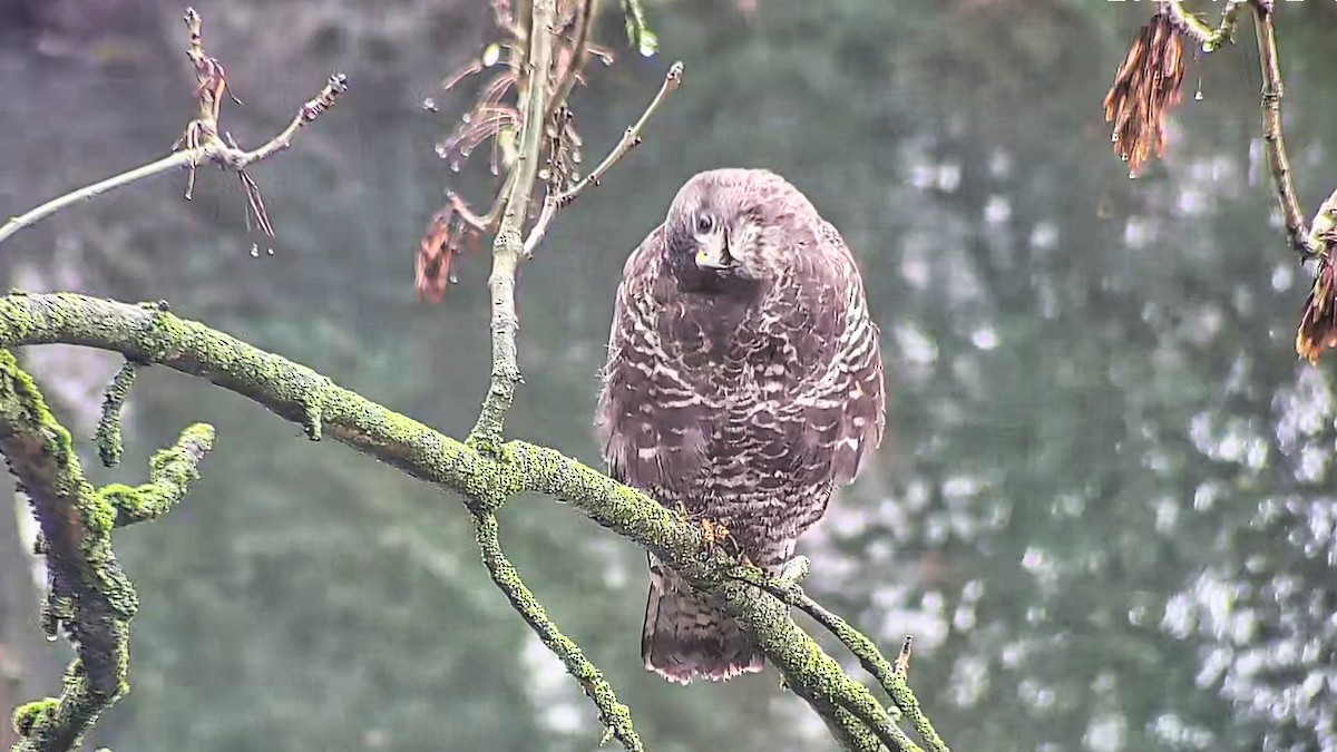 Common Buzzard - ML646924183