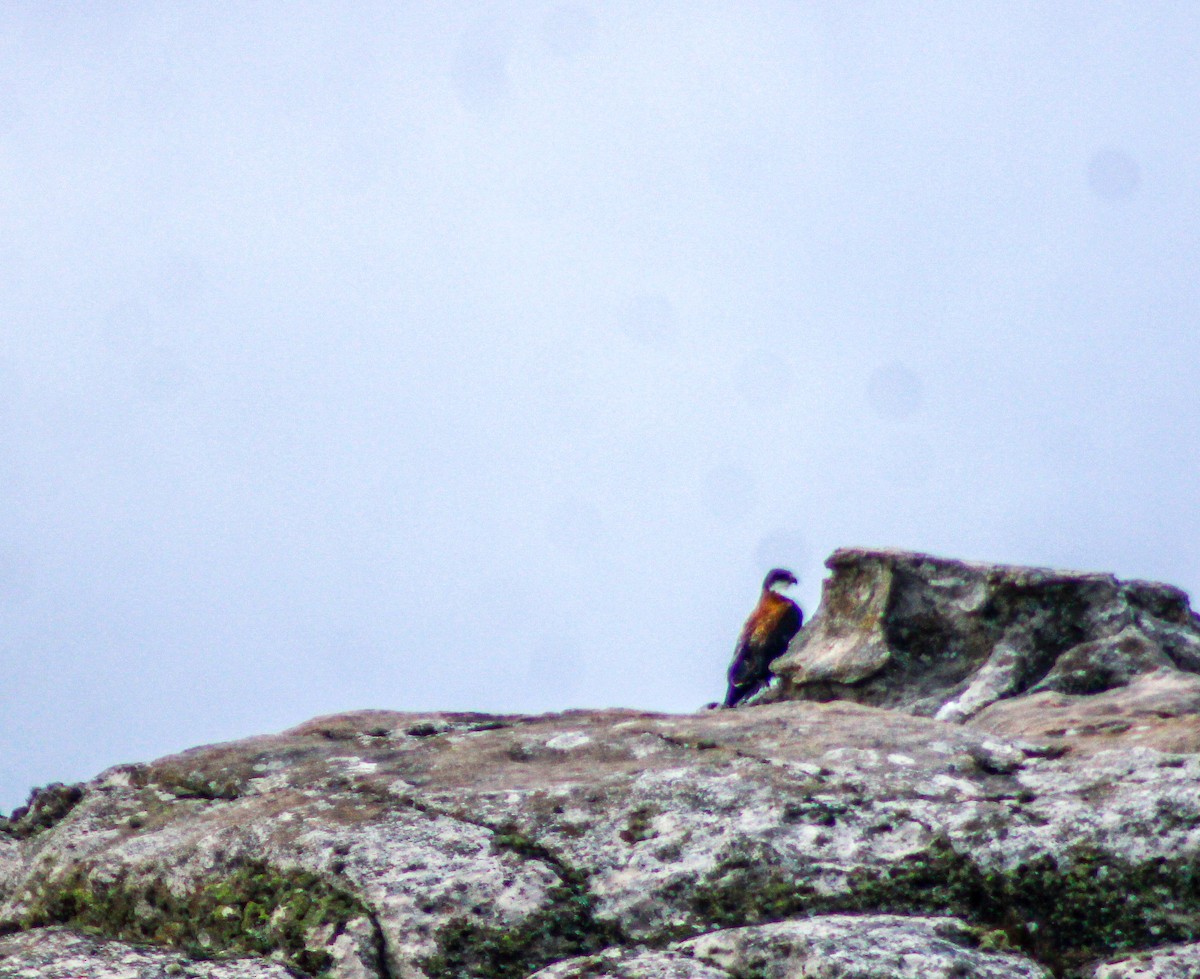 Variable Hawk - ML646924193