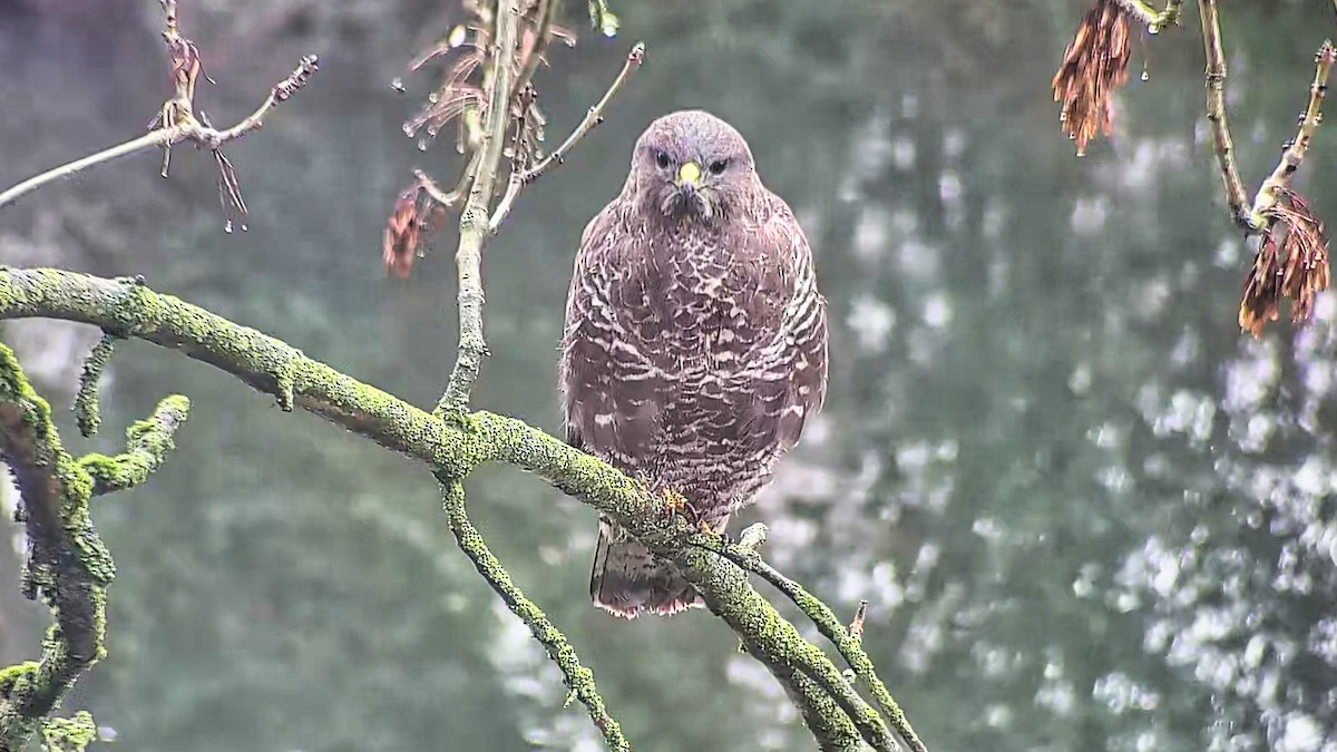 Common Buzzard - ML646924194