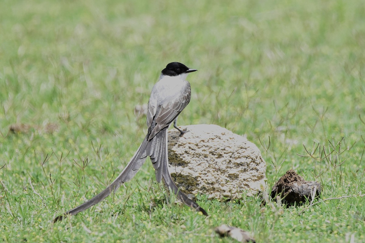 Fork-tailed Flycatcher - ML646924196
