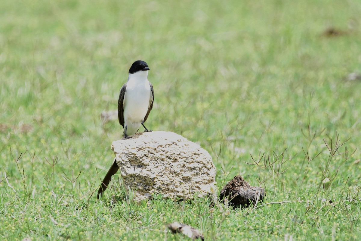 Fork-tailed Flycatcher - ML646924197