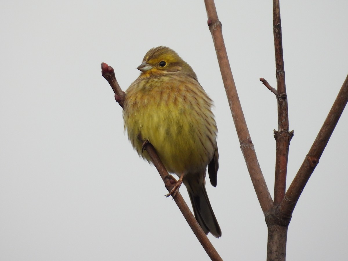 Вівсянка звичайна - ML646924198