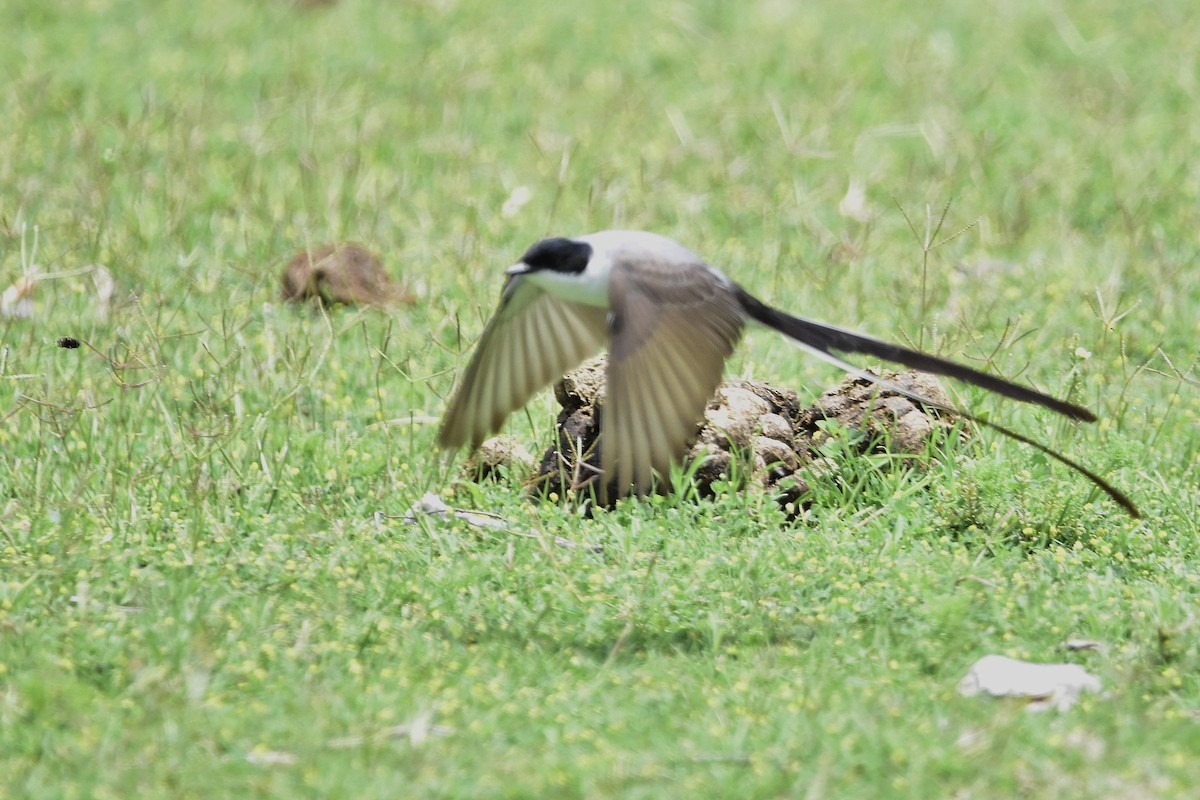 Fork-tailed Flycatcher - ML646924199