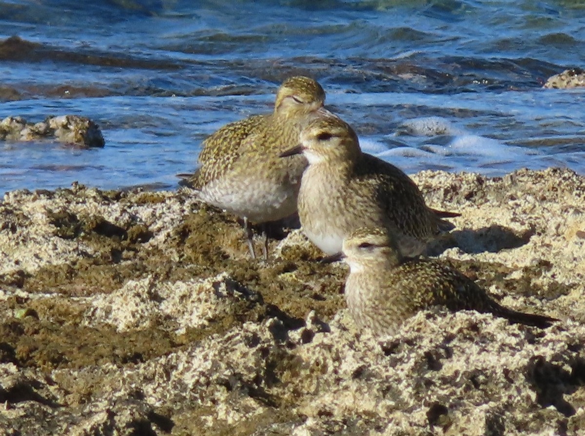 Сивка звичайна - ML646924202