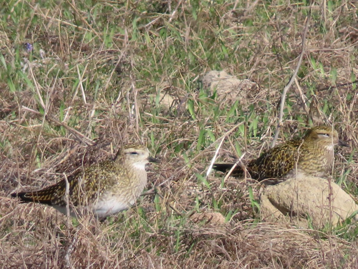 Сивка звичайна - ML646924203