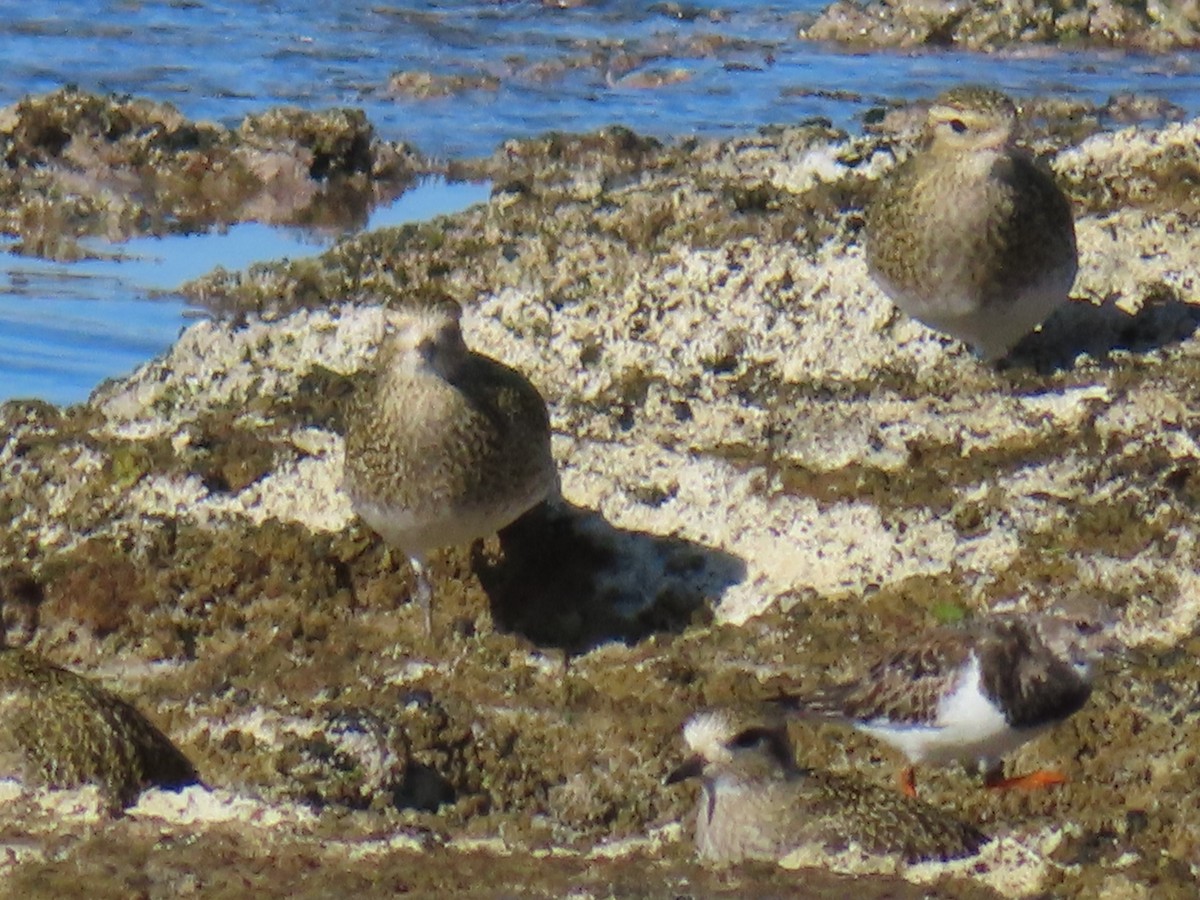 Сивка звичайна - ML646924204