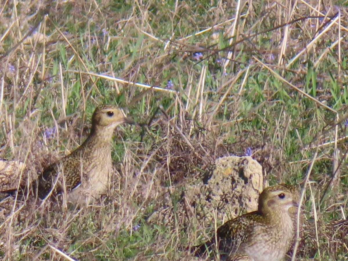 Сивка звичайна - ML646924205