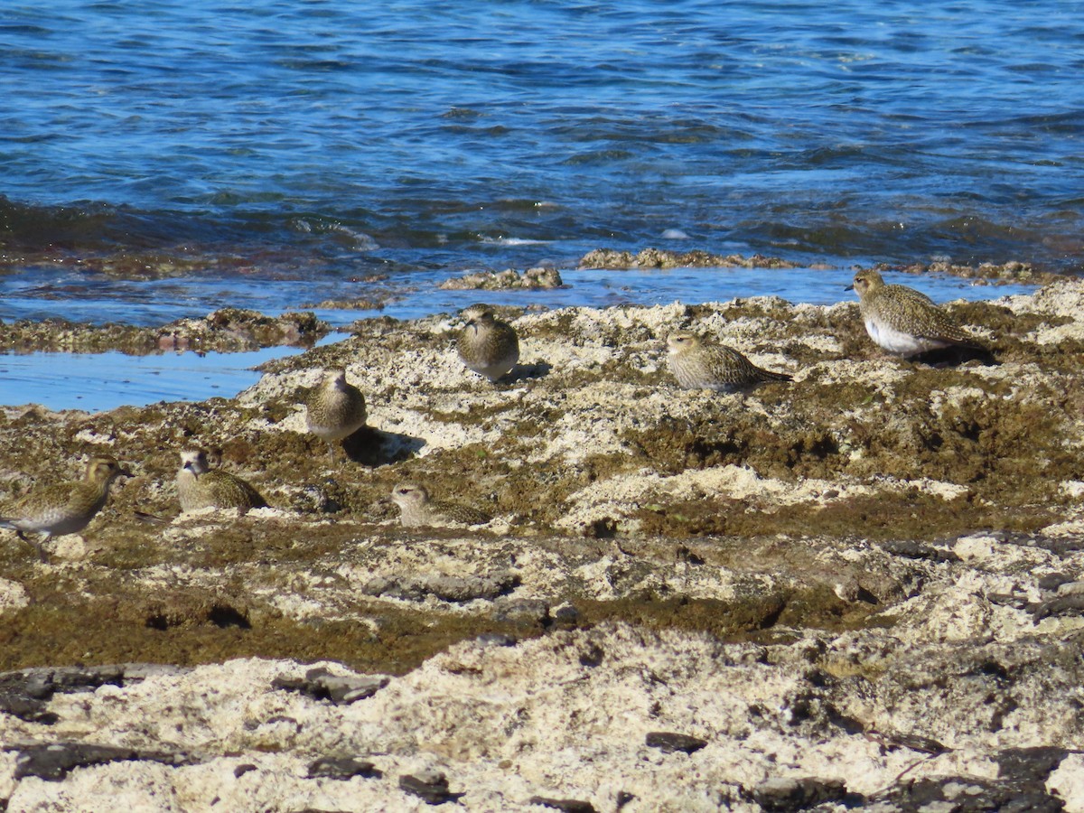 Urre-txirri europarra - ML646924207