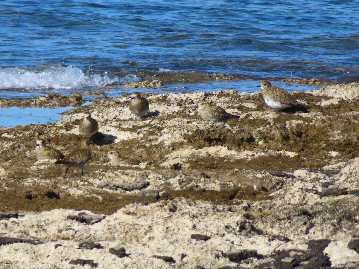 Urre-txirri europarra - ML646924208