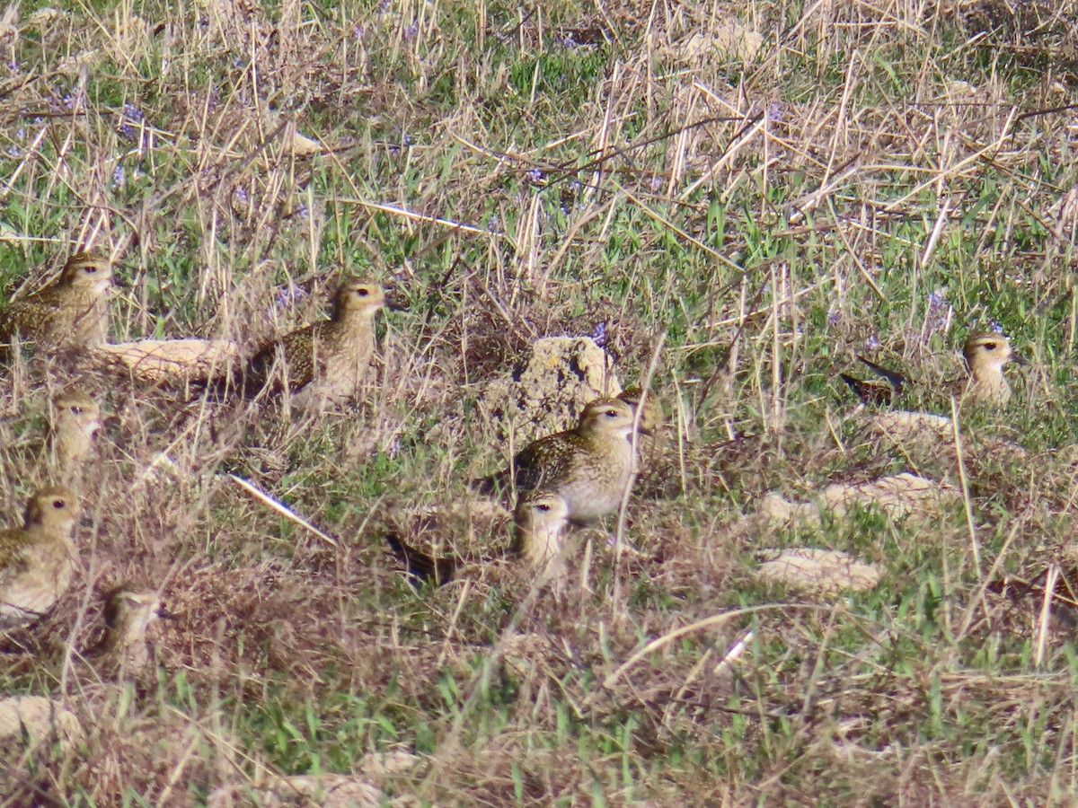 Urre-txirri europarra - ML646924209