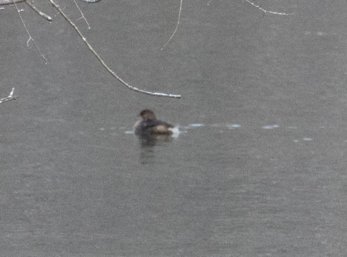 Pied-billed Grebe - ML646924210