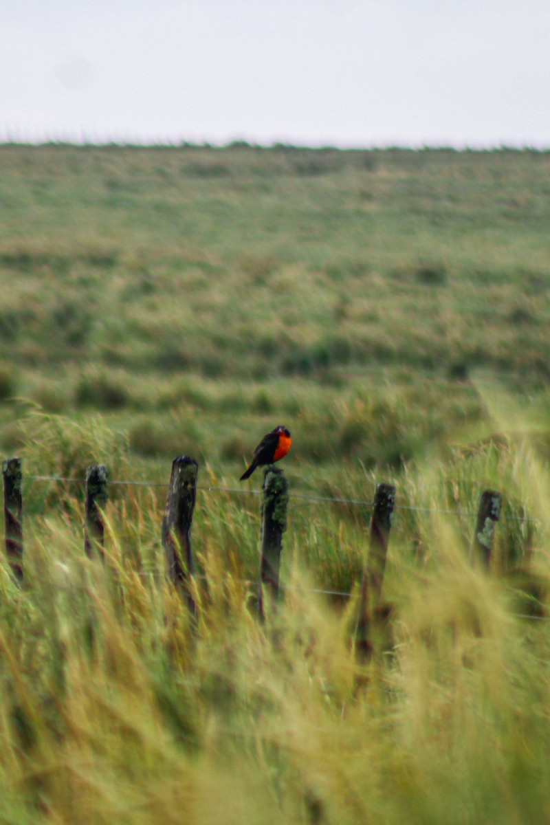 Long-tailed Meadowlark - ML646924211