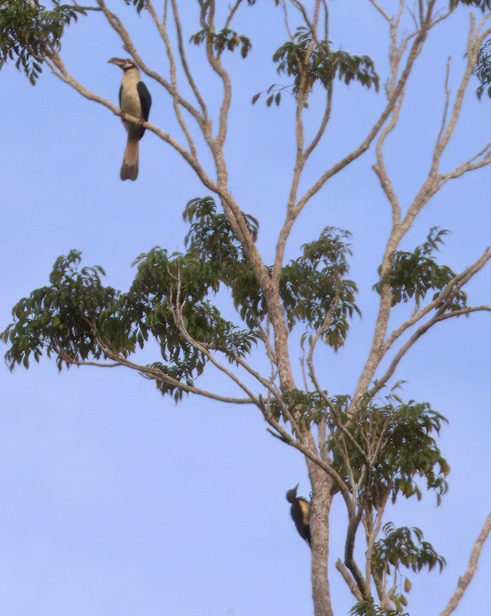 White-bellied Woodpecker - ML646924213