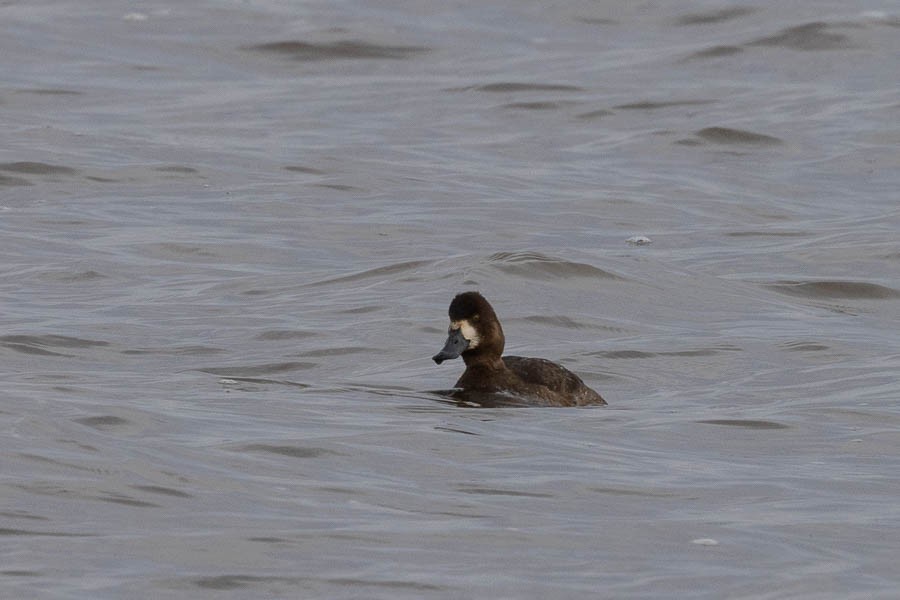 小斑背潛鴨 - ML646924214