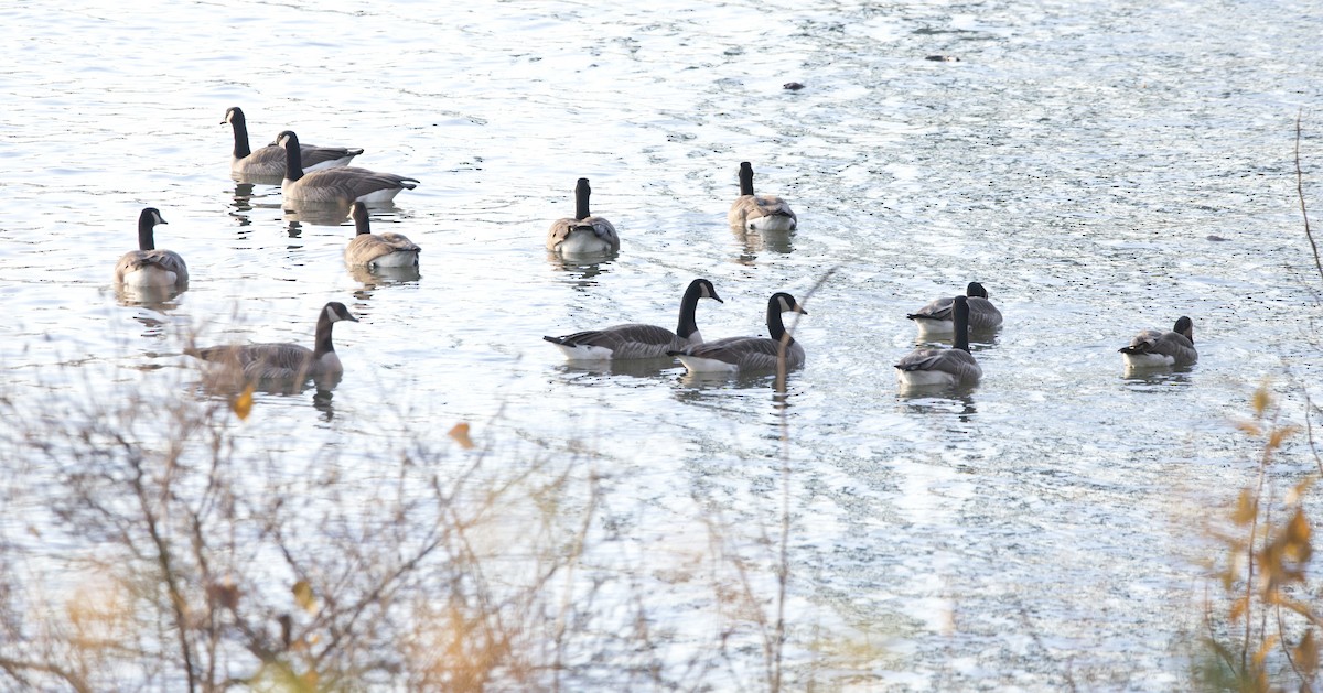 Barnacla Canadiense Grande - ML646924215