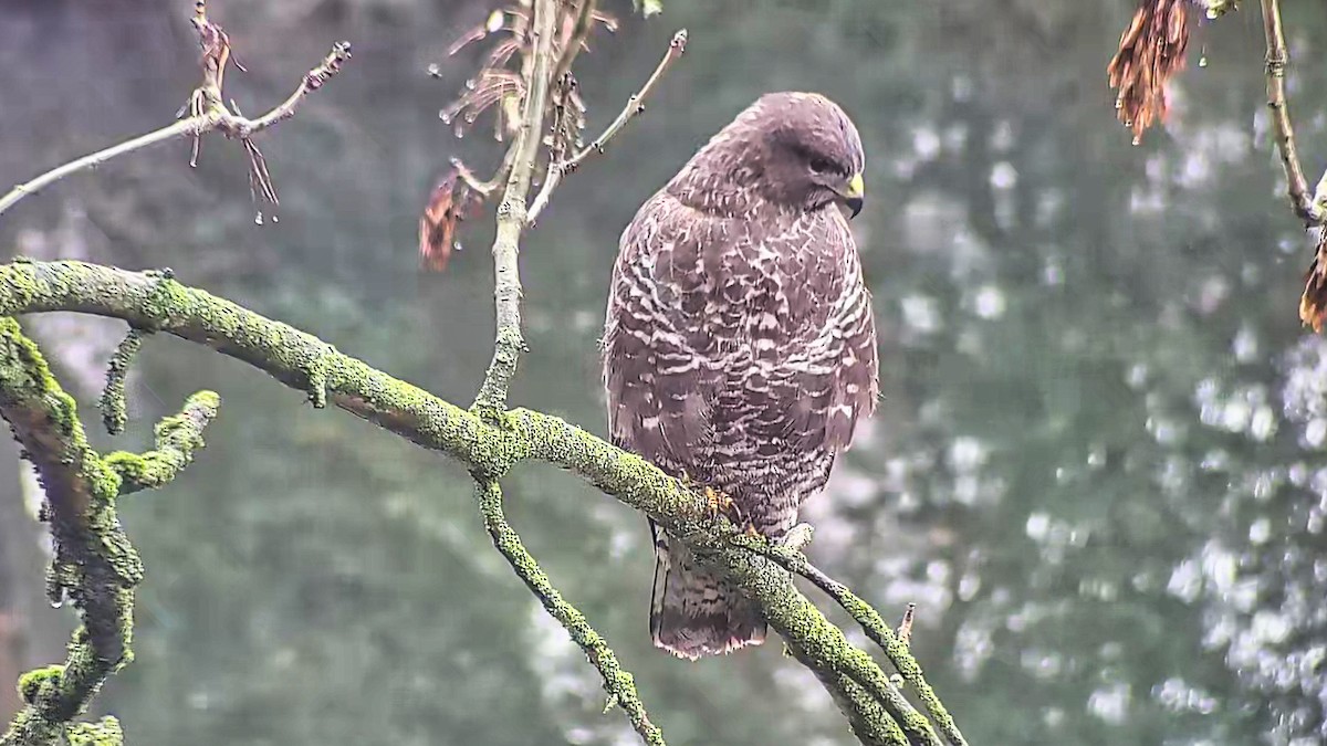 Zapelatz arrunta - ML646924216