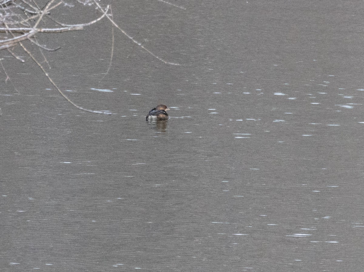 Txilinporta mokolodia - ML646924218