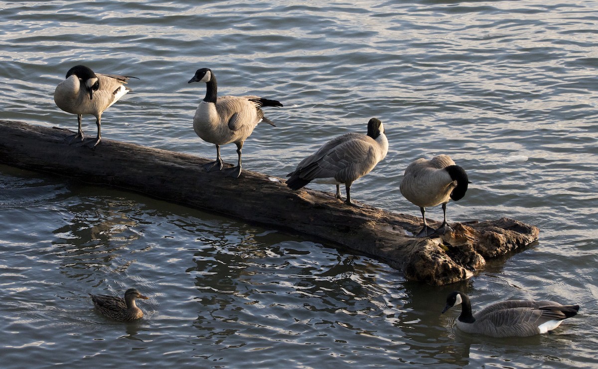 Branta kanadar handia - ML646924221