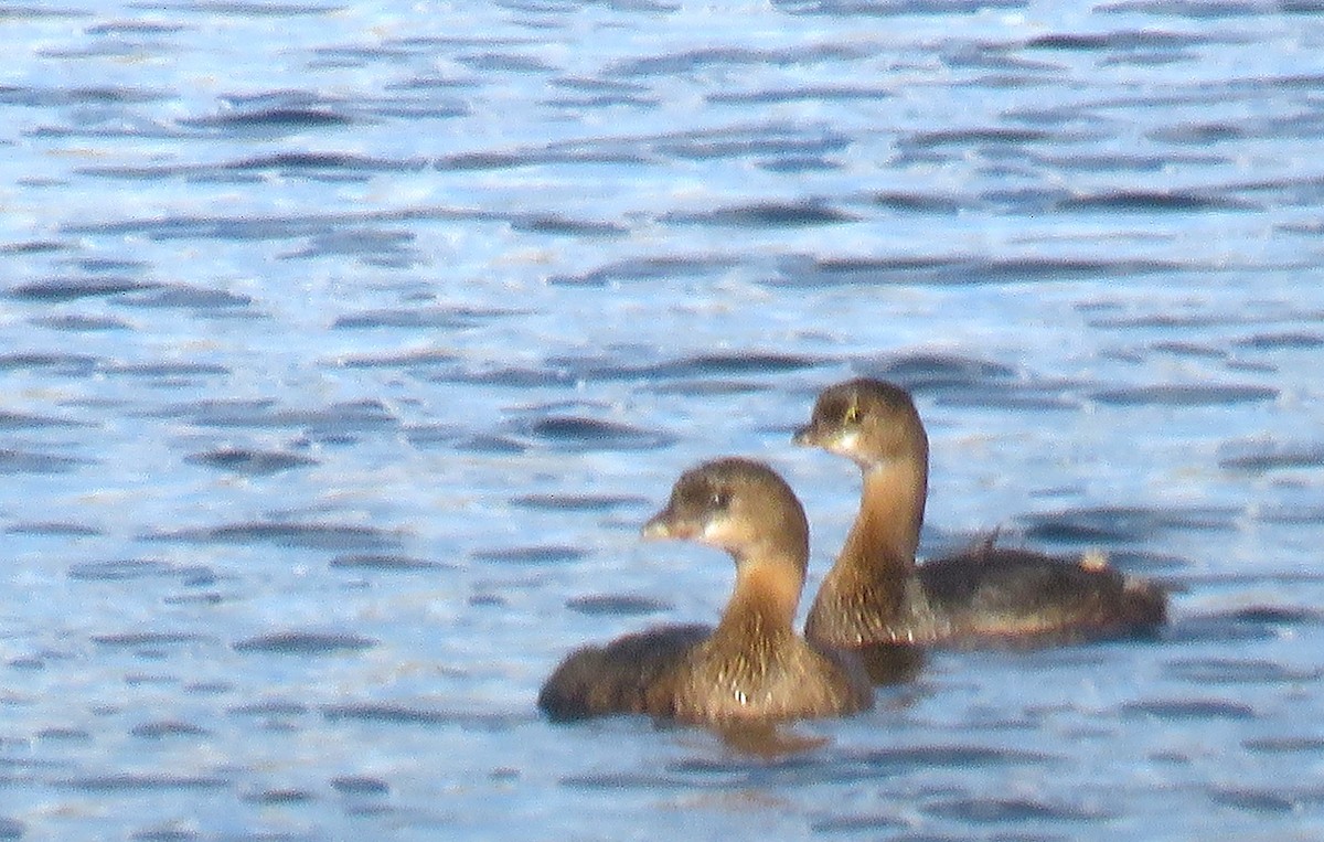 Txilinporta mokolodia - ML646924222