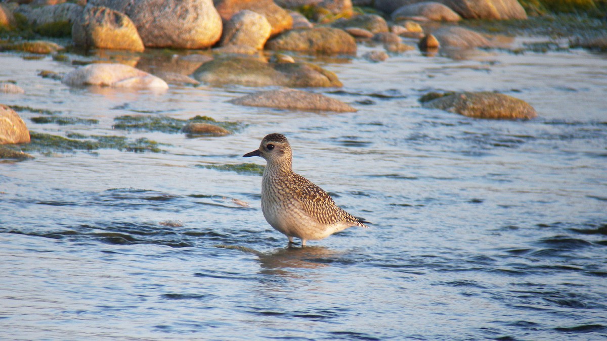 Txirri grisa - ML646924224