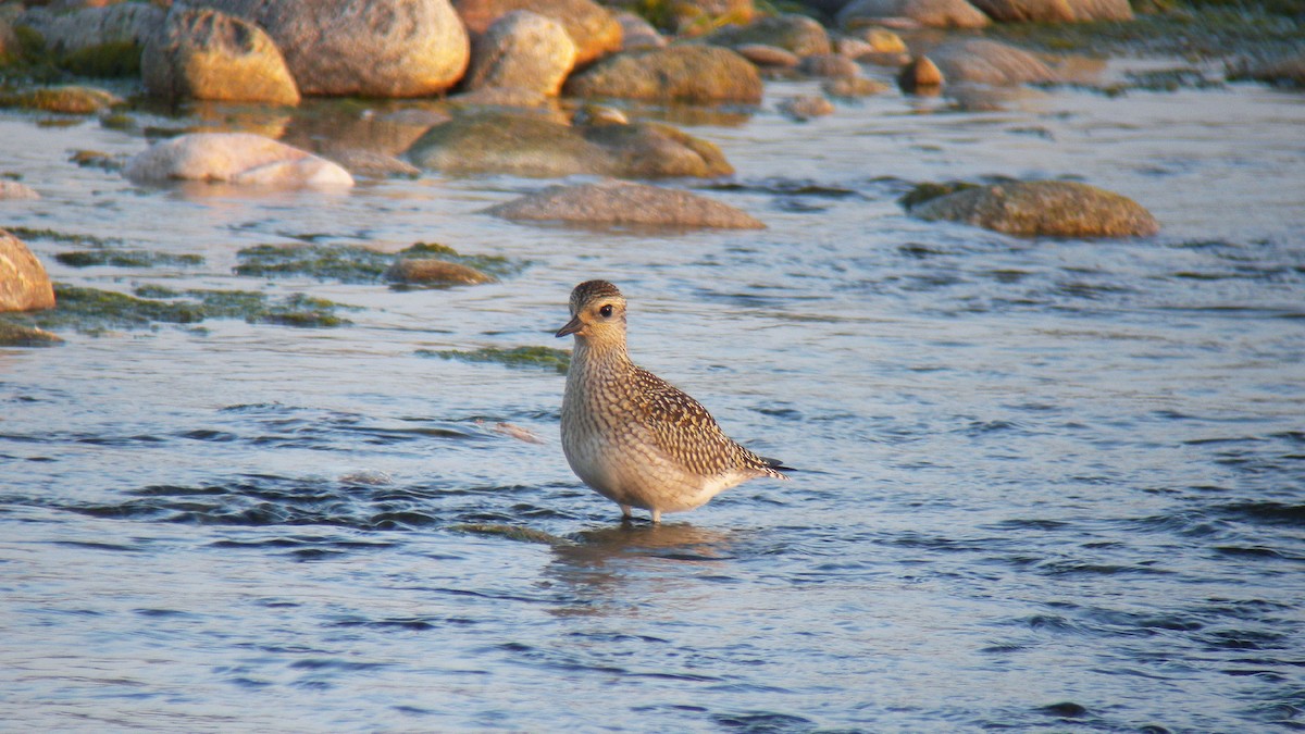 Txirri grisa - ML646924225