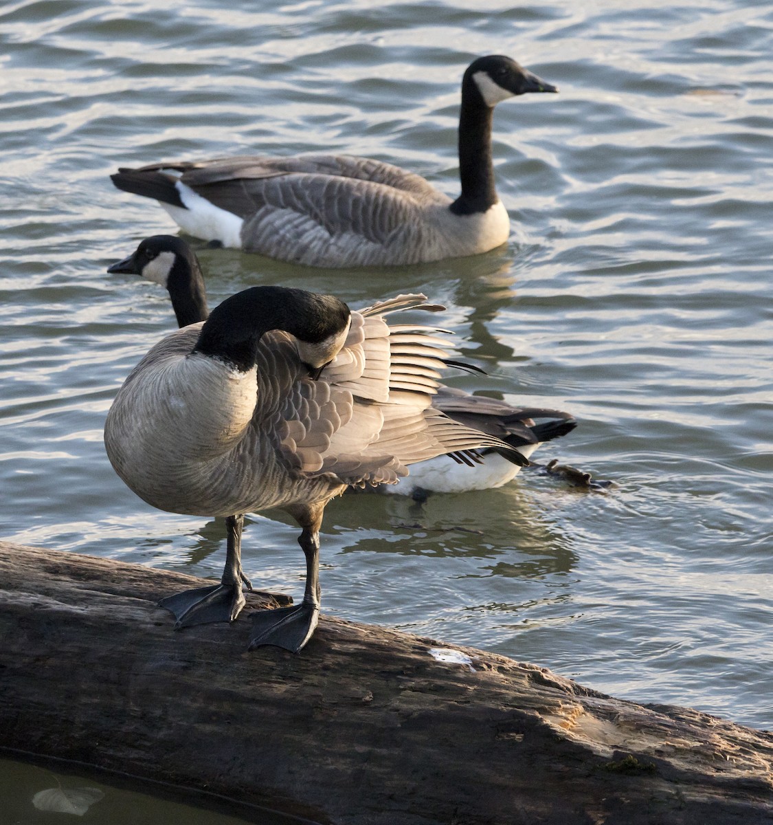 Branta kanadar handia - ML646924227