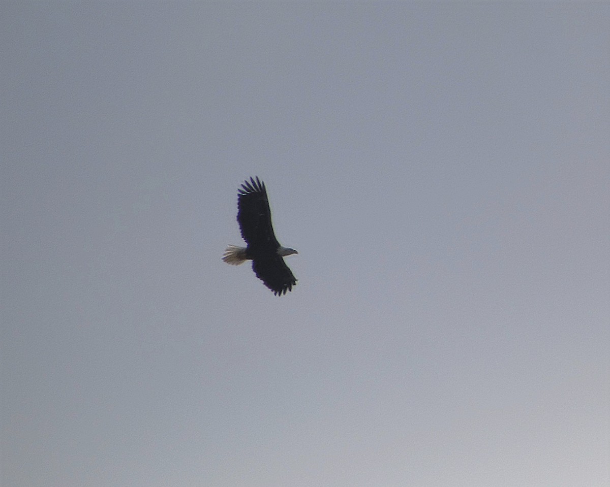 Itsas arrano buruzuria - ML646924228