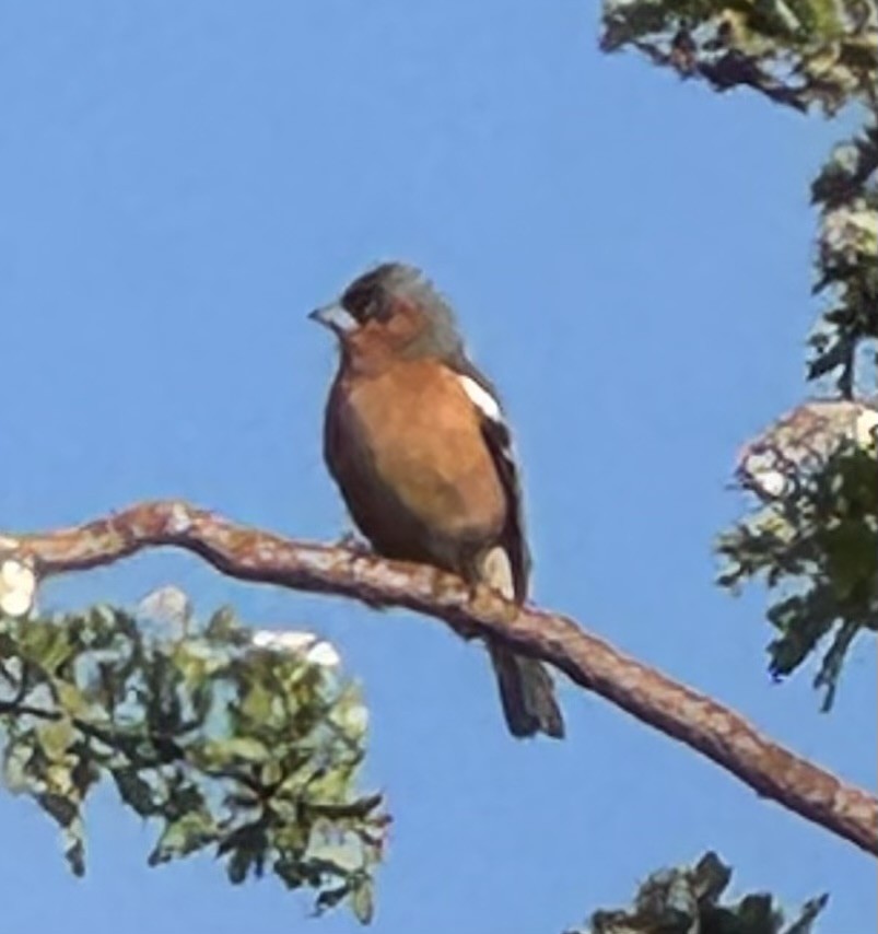 Txonta arrunta - ML646924229