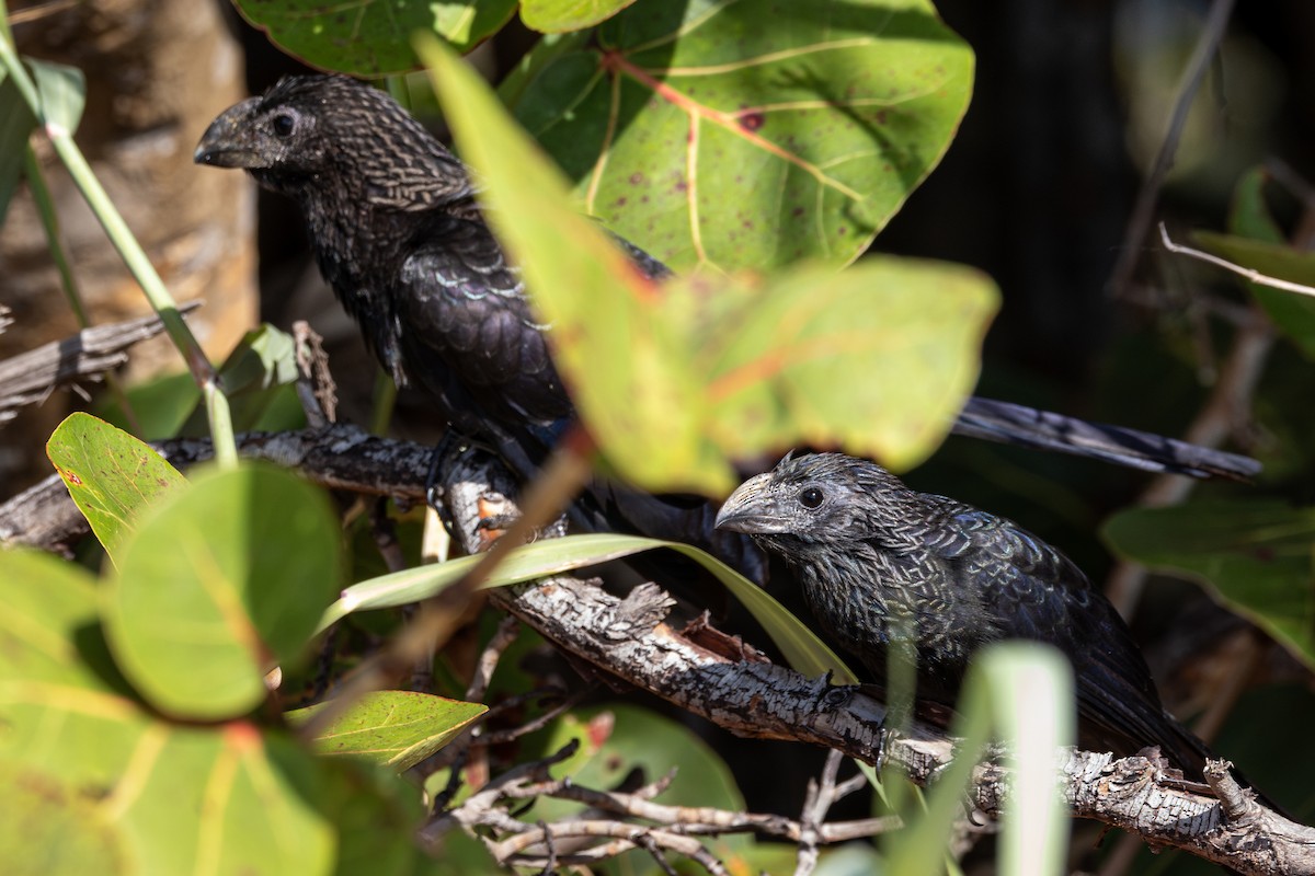Groove-billed Ani - ML646924230