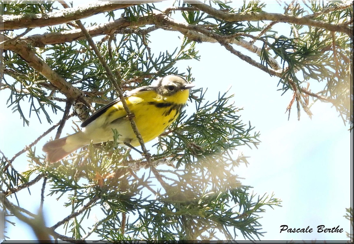 Magnolia Warbler - ML646924231