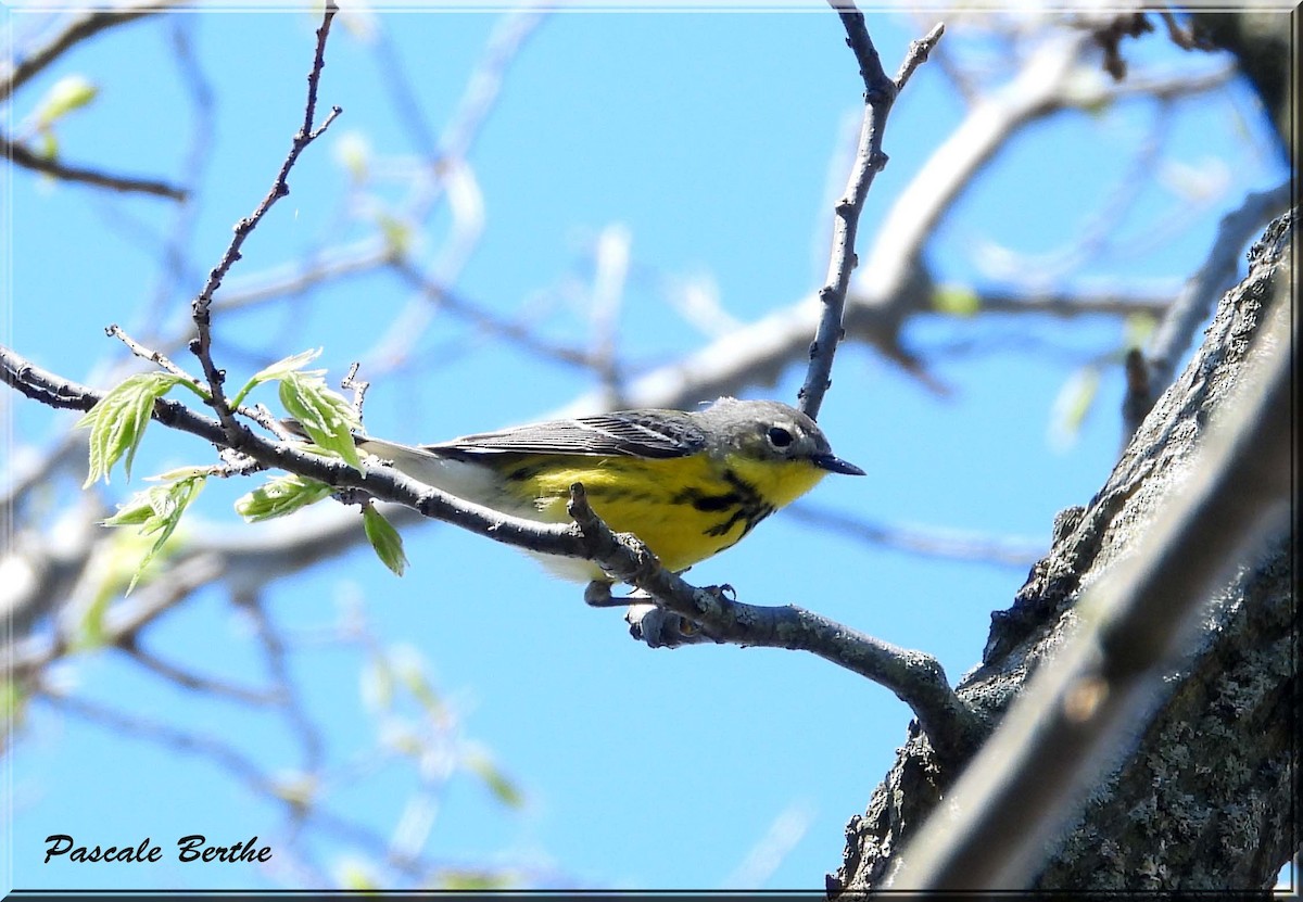 Magnolia Warbler - ML646924232