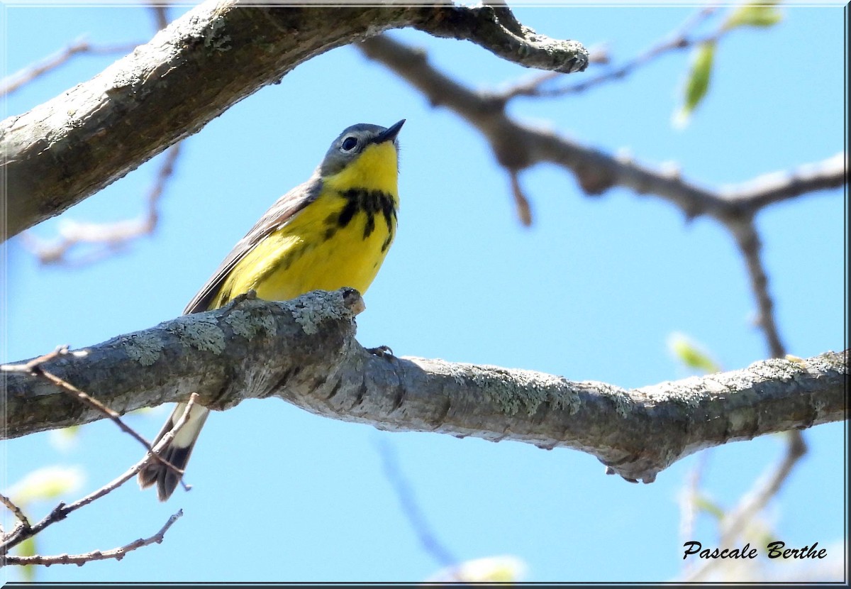 Magnolia Warbler - ML646924233