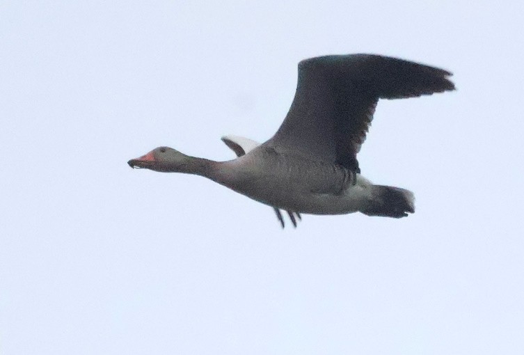 Antzara hankagorrizta - ML646924234