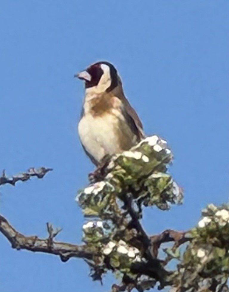 Kardantxiloa - ML646924235