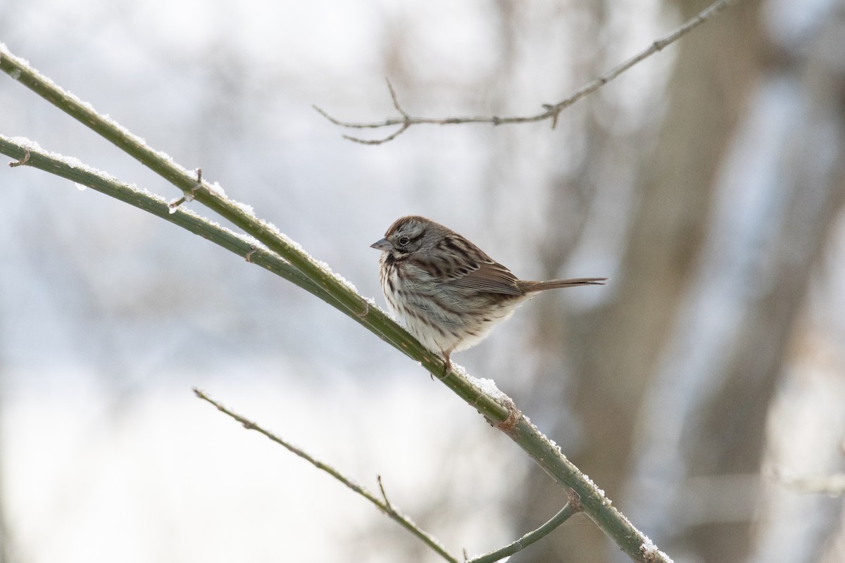 Song Sparrow - ML646924237