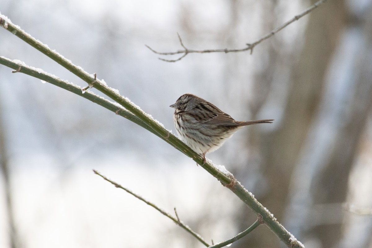 Song Sparrow - ML646924238