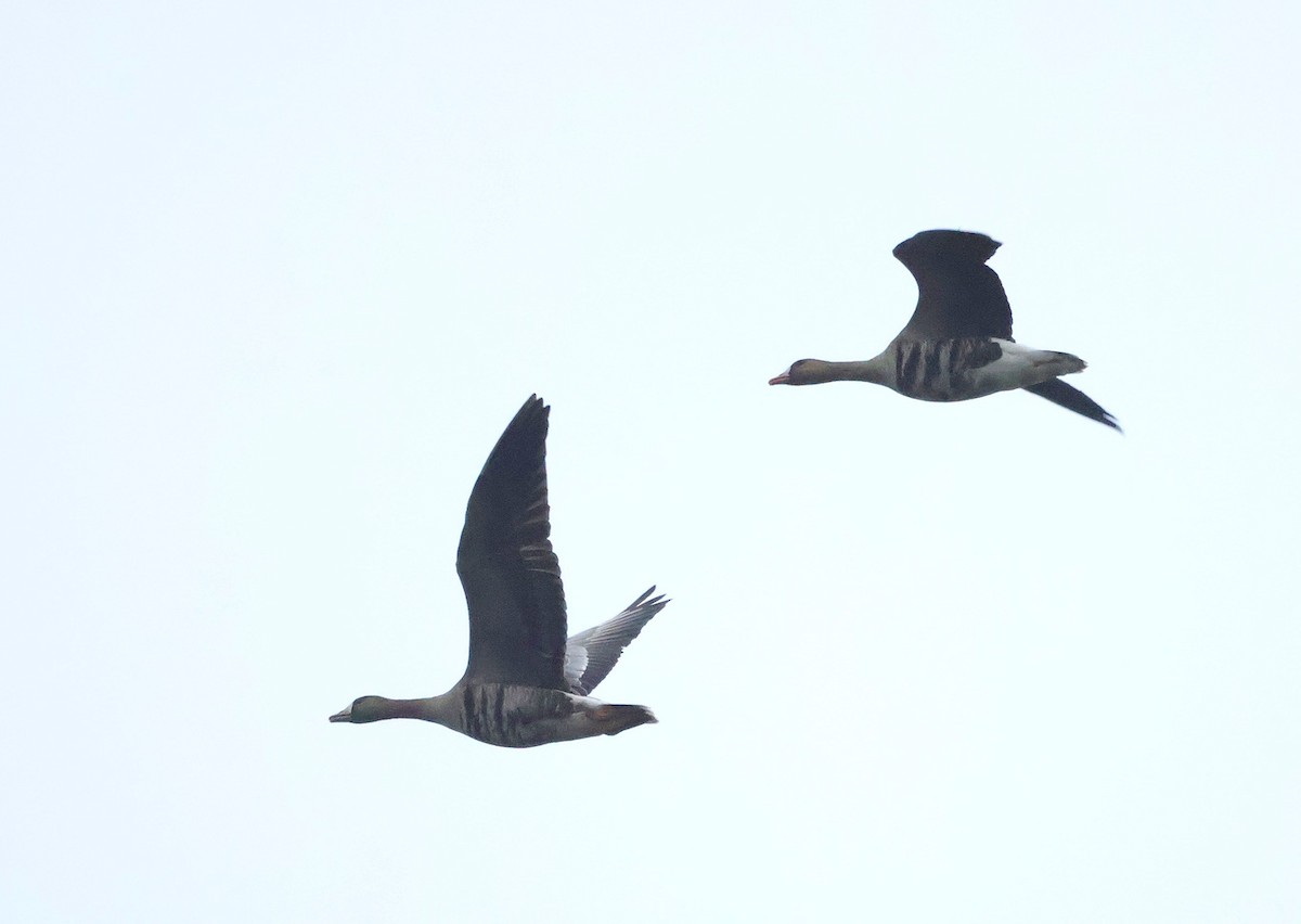 Antzara muturzuria - ML646924242