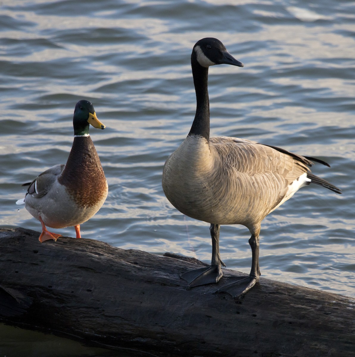 Branta kanadar handia - ML646924243