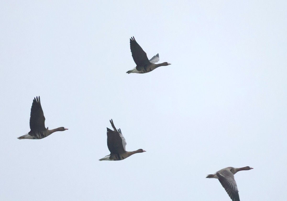 Antzara muturzuria - ML646924244