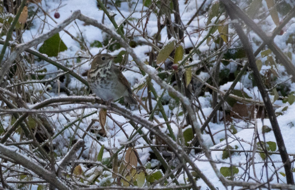 Hermit Thrush - ML646924245