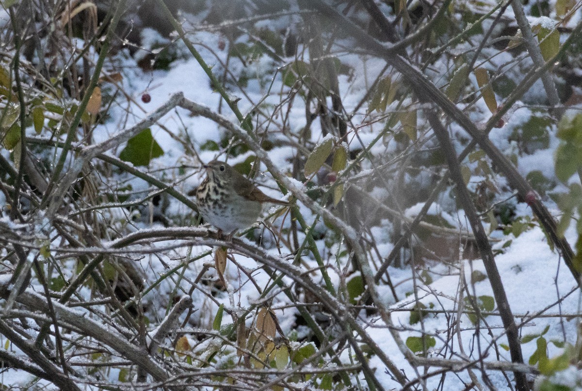 Hermit Thrush - ML646924246