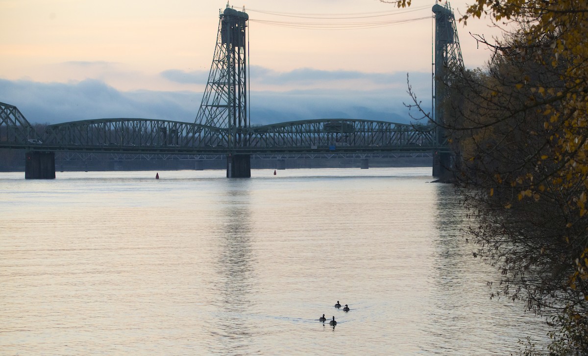 Branta kanadar handia - ML646924247