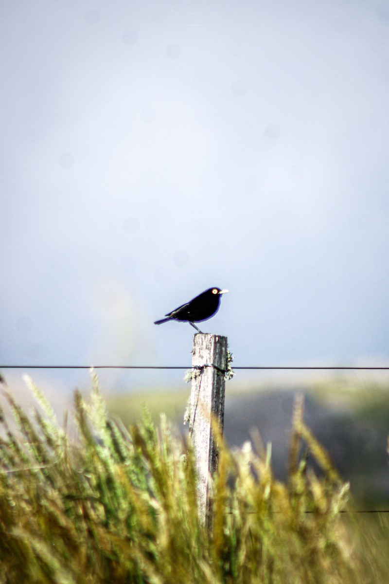 Brillendunkeltyrann - ML646924249