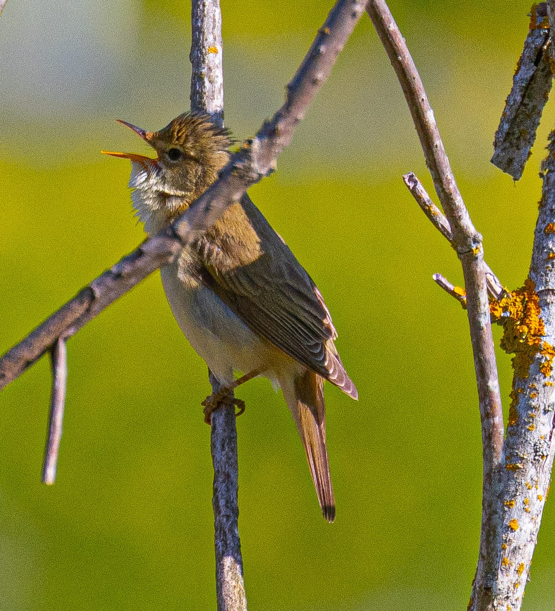 Marsh Warbler - ML646924264