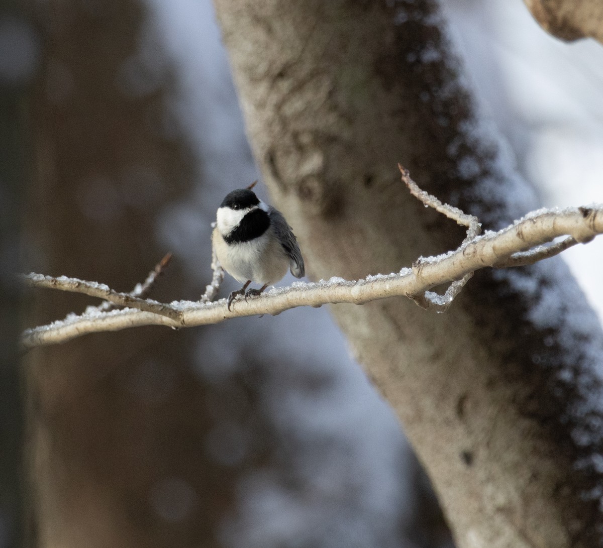 Carolina Chickadee - ML646924268