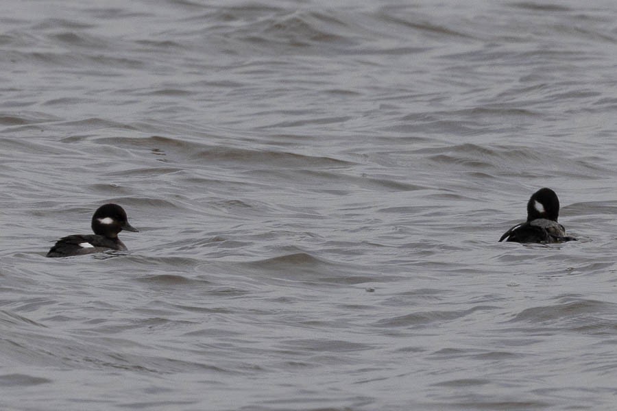 Bufflehead - ML646924271