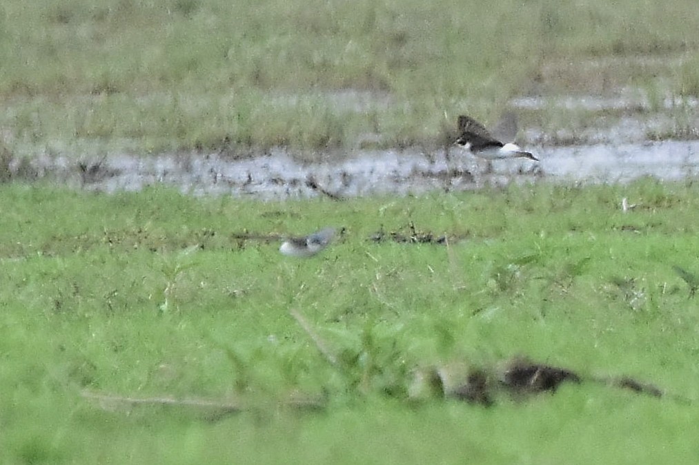 Weißbürzelschwalbe - ML646924272