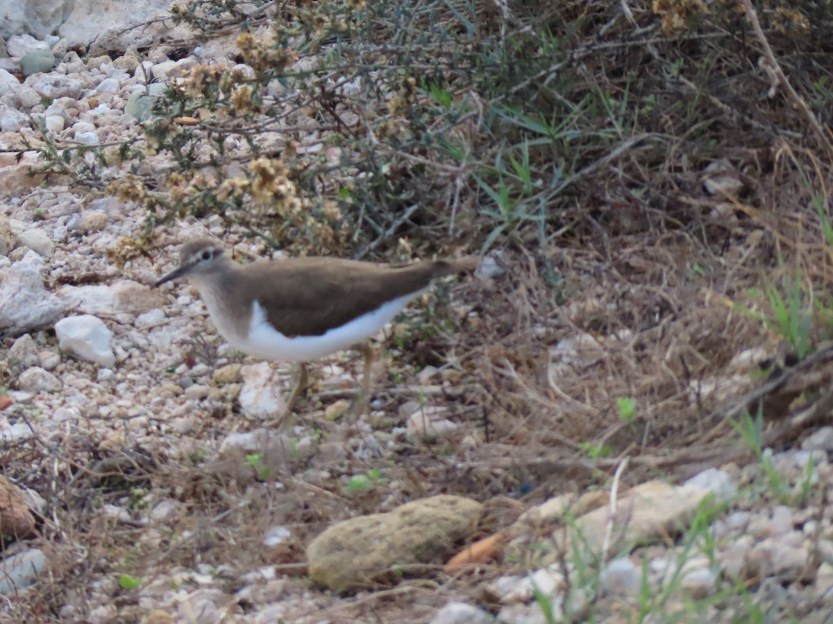 Common Sandpiper - ML646924273